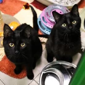 Sesam und Safran, male mixed breed for adoption at TIKO Tierschutzkompetenzzentrum, Klagenfurt