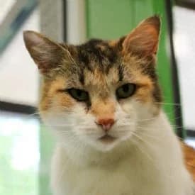 Frida, female mixed breed for adoption at TIKO Tierschutzkompetenzzentrum, Klagenfurt