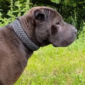 Kira, Mixed Breed (TIKO Tierschutzkompetenzzentrum)