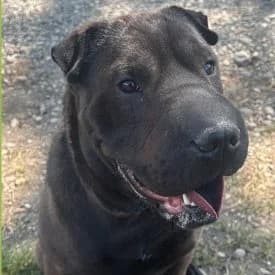 Kira, female Mixed Breed for adoption at TIKO Tierschutzkompetenzzentrum, Klagenfurt