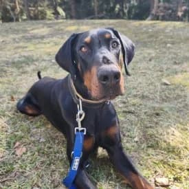 Roger, male Doberman for adoption at TIKO Tierschutzkompetenzzentrum, Klagenfurt