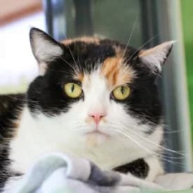 Nina, female mixed breed for adoption at TIKO Tierschutzkompetenzzentrum, Klagenfurt