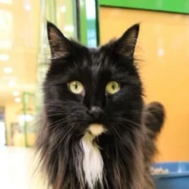 Luna, weiß female Norwegian Forest Cat for adoption at TIKO Tierschutzkompetenzzentrum, Klagenfurt