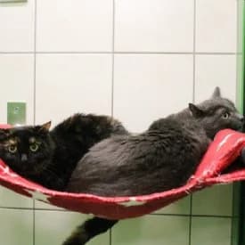Nala und Blue, weiß female mixed breed for adoption at TIKO Tierschutzkompetenzzentrum, Klagenfurt