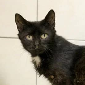 Elli, female mixed breed for adoption at TIKO Tierschutzkompetenzzentrum, Klagenfurt