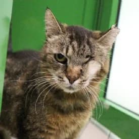 Strix, female mixed breed for adoption at TIKO Tierschutzkompetenzzentrum, Klagenfurt