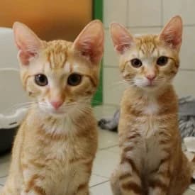 Benni und Klausi, male mixed breed for adoption at TIKO Tierschutzkompetenzzentrum, Klagenfurt