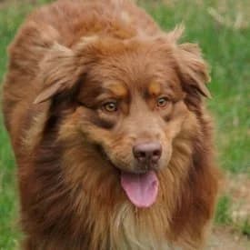Teddy, male Australian Shepherd for adoption at TIKO Tierschutzkompetenzzentrum, Klagenfurt