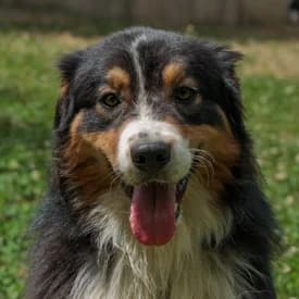 Chase, male Australian Shepherd for adoption at TIKO Tierschutzkompetenzzentrum, Klagenfurt