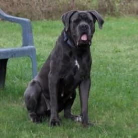 Diva, female Cane Corso for adoption at TIKO Tierschutzkompetenzzentrum, Klagenfurt
