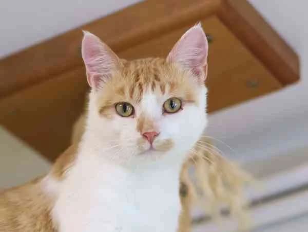 Alfred,  young Mixed Breed for adoption at Tierschutzverein St. Pölten, St. Pölten