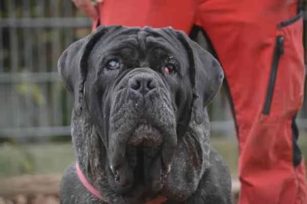 Angelo, 4yo Mixed Breed for adoption at Tierschutzverein St. Pölten, St. Pölten