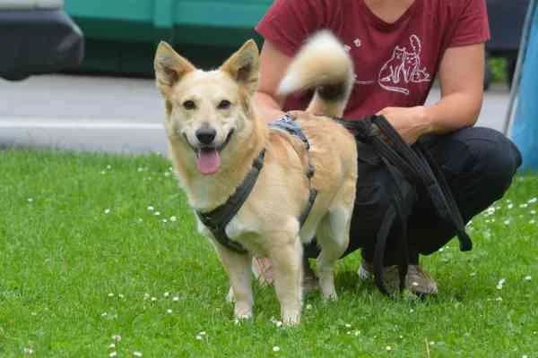 Archie, 3yo Mixed Breed for adoption at Tierschutzverein St. Pölten, St. Pölten