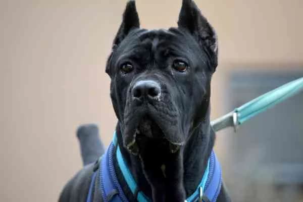 Chips, 3yo Mixed Breed for adoption at Tierschutzverein St. Pölten, St. Pölten
