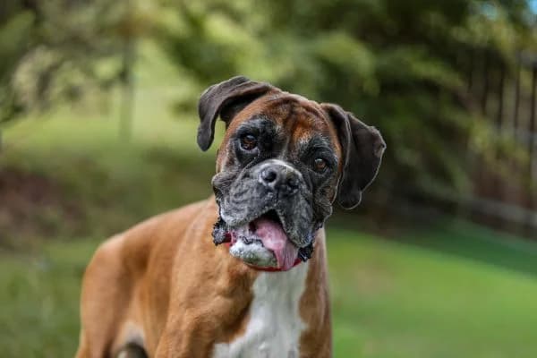 Cora,  senior Mixed Breed for adoption at Tierschutzverein St. Pölten, St. Pölten