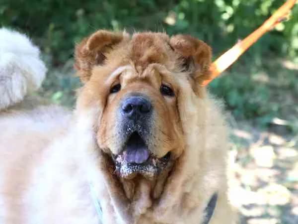 Dagobert,  senior Mixed Breed for adoption at Tierschutzverein St. Pölten, St. Pölten