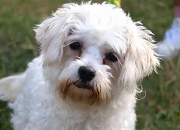RESERVIERT,  young Mixed Breed for adoption at Tierschutzverein St. Pölten, St. Pölten