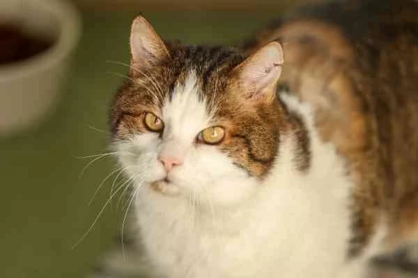 Franz Ferdinand,  7yo Mixed Breed for adoption at Tierschutzverein St. Pölten, St. Pölten