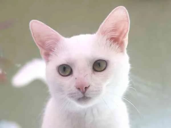 Ghost,  young Mixed Breed for adoption at Tierschutzverein St. Pölten, St. Pölten