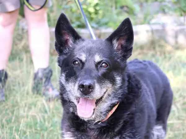 Isy,  senior Mixed Breed for adoption at Tierschutzverein St. Pölten, St. Pölten