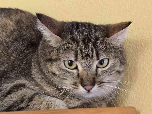 Momo,  3yo Mixed Breed for adoption at Tierschutzverein St. Pölten, St. Pölten