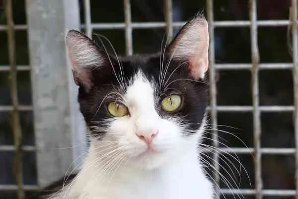 Oreo, young Mixed Breed for adoption at Tierschutzverein St. Pölten, St. Pölten
