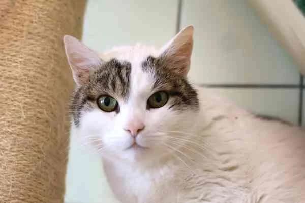 Oskar & Willi,  senior Mixed Breed for adoption at Tierschutzverein St. Pölten, St. Pölten