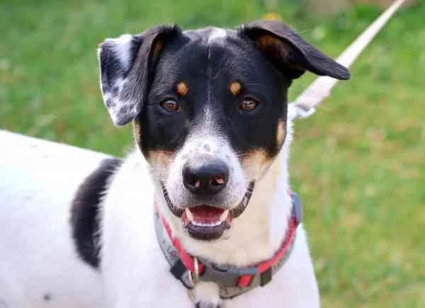 Pavel,  puppy Mixed Breed for adoption at Tierschutzverein St. Pölten, St. Pölten