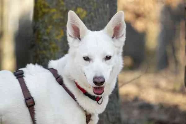 RESERVIERT: Pharao,  3yo Mixed Breed for adoption at Tierschutzverein St. Pölten, St. Pölten