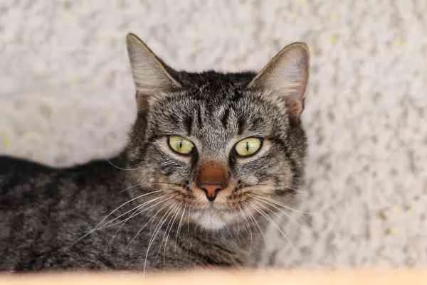 Phönix, young Mixed Breed for adoption at Tierschutzverein St. Pölten, St. Pölten
