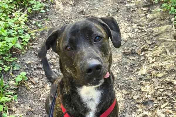 Romeo, young Mixed Breed for adoption at Tierschutzverein St. Pölten, St. Pölten
