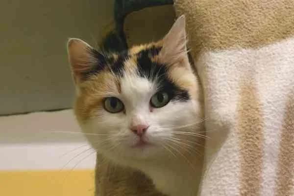 Schnurrli, 4yo Mixed Breed for adoption at Tierschutzverein St. Pölten, St. Pölten