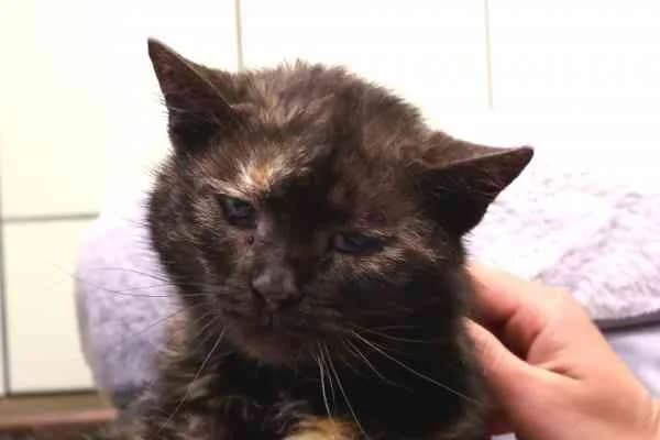 Schnurrsula,  senior Mixed Breed for adoption at Tierschutzverein St. Pölten, St. Pölten