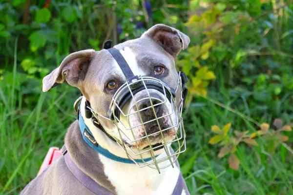 Tyson,  senior Mixed Breed for adoption at Tierschutzverein St. Pölten, St. Pölten