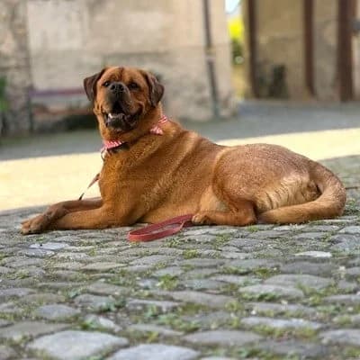Alvin, male senior Rottweiler for adoption at Tierheim Dornbirn, Dornbirn