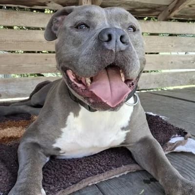 Duman, male Mixed Breed for adoption at Vorarlberger Tierschutzheim