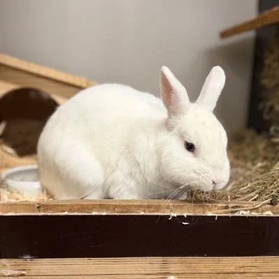 Frosti, male Mixed Breed for adoption at Vorarlberger Tierschutzheim