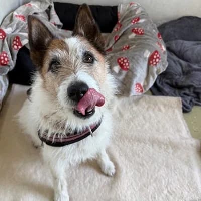 Kalle, male senior Mixed Breed for adoption at Tierheim Dornbirn, Dornbirn