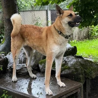 Luna, female Mixed Breed for adoption at Tierheim Dornbirn, Dornbirn