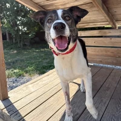 Rex, male Mixed Breed for adoption at Vorarlberger Tierschutzheim
