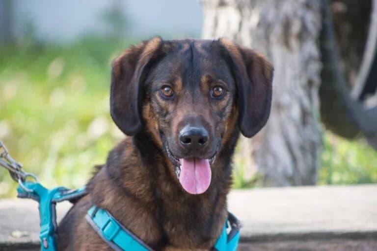 Bacon, black male Mixed Breed for adoption at Tierschutz Austria, Vienna