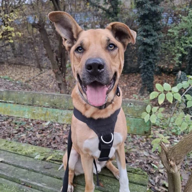 Balou,  6yo Mixed Breed for adoption at Tierheim Arche Noah, Graz