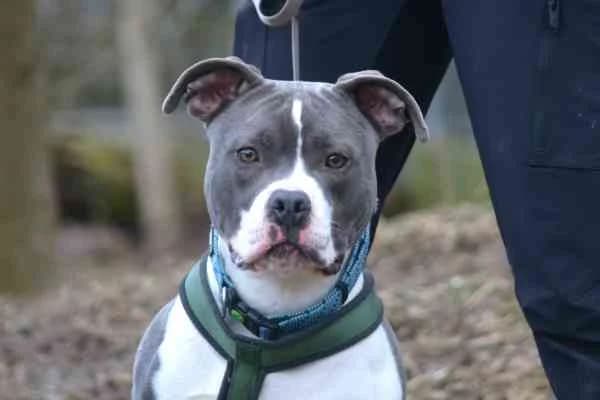 Balu, male young American Staffordshire Terrier for adoption at Tierschutzverein St. Pölten, St. Pölten
