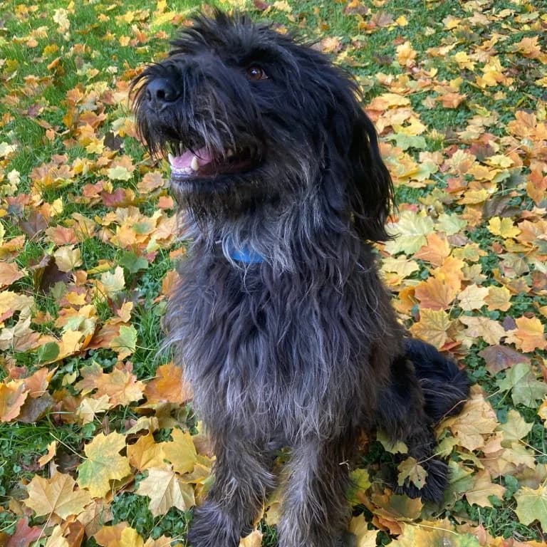 Baron,  young Mixed Breed for adoption at Tierheim Arche Noah, Graz