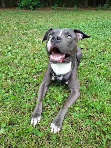 Blue,  3yo Mixed Breed for adoption at Tierheim Arche Noah, Graz