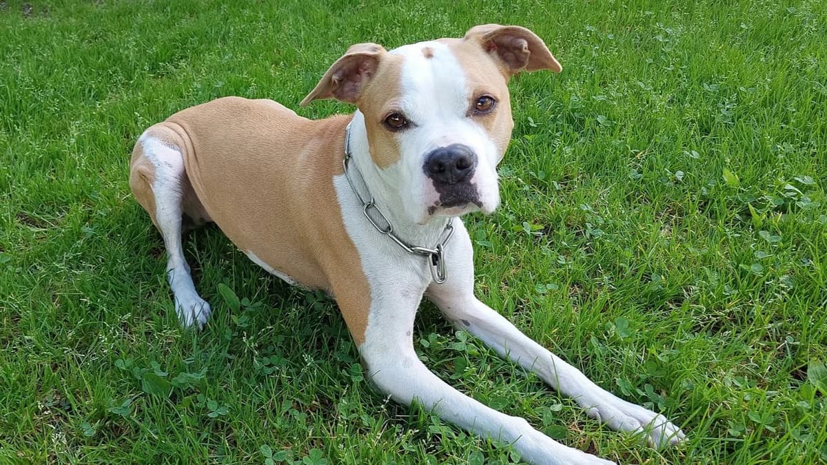 Braun-Weiße Nala photo 2