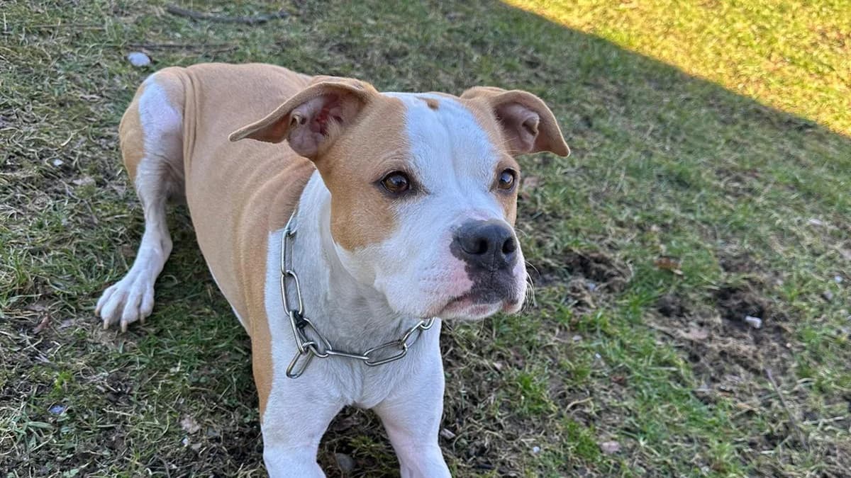 Braun-Weiße Nala photo 4