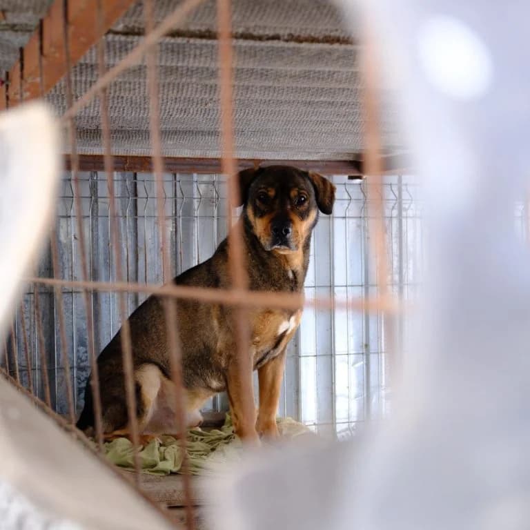 Bud,  6yo Mixed Breed for adoption at Tierheim Arche Noah, Graz