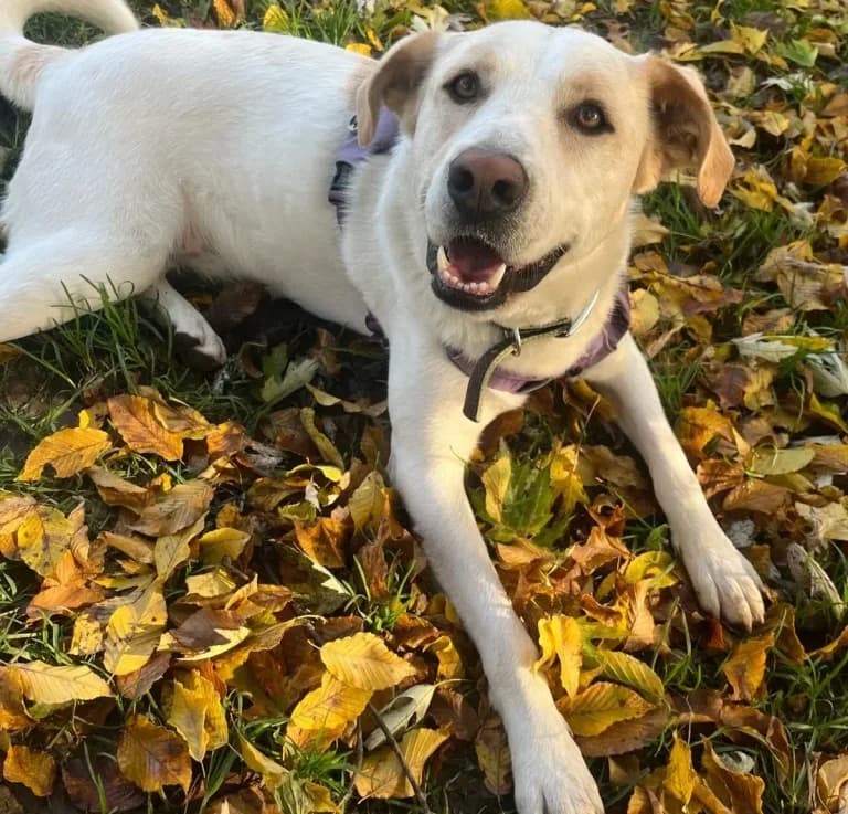 Buddy,  Mixed Breed for adoption at Tierheim Arche Noah, Graz