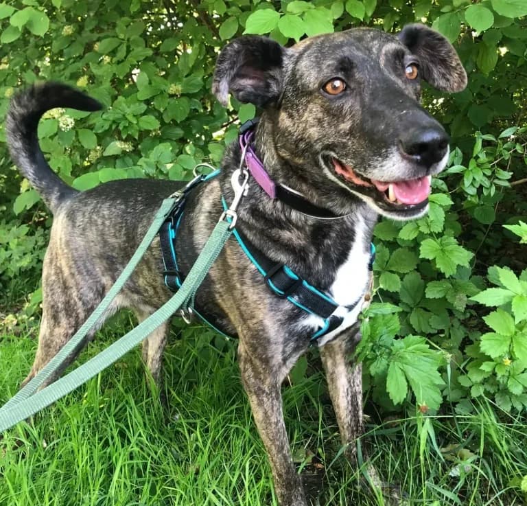 Carlos, male Mixed Breed for adoption at Tierheim Arche Noah, Graz